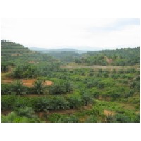 Oil palm plantation.JPG